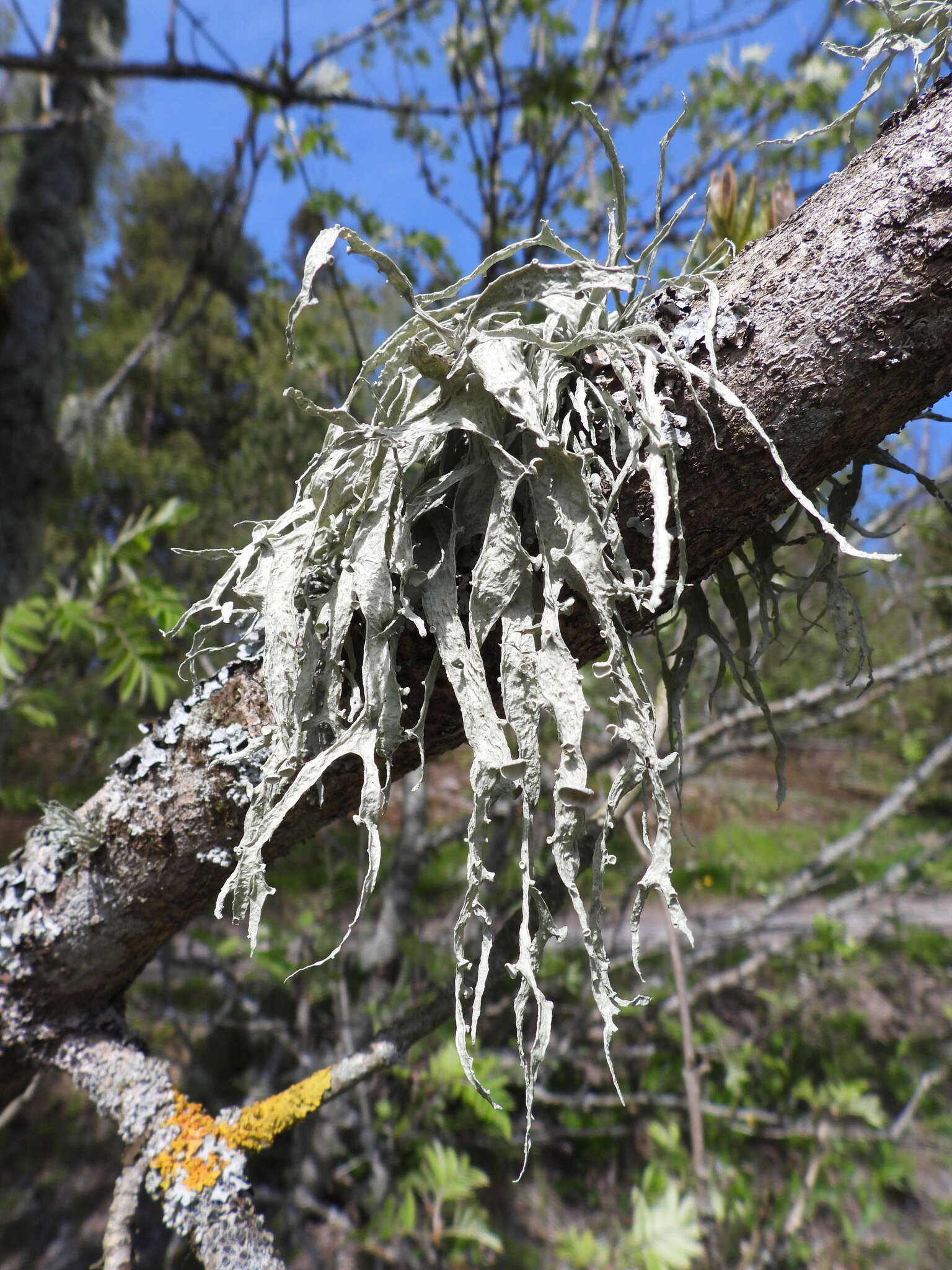 Image of cartilage lichen