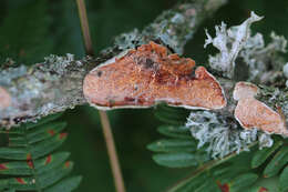 Image of Byssomerulius corium (Pers.) Parmasto 1967