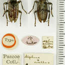 Necalphus asellus (Pascoe 1866) resmi