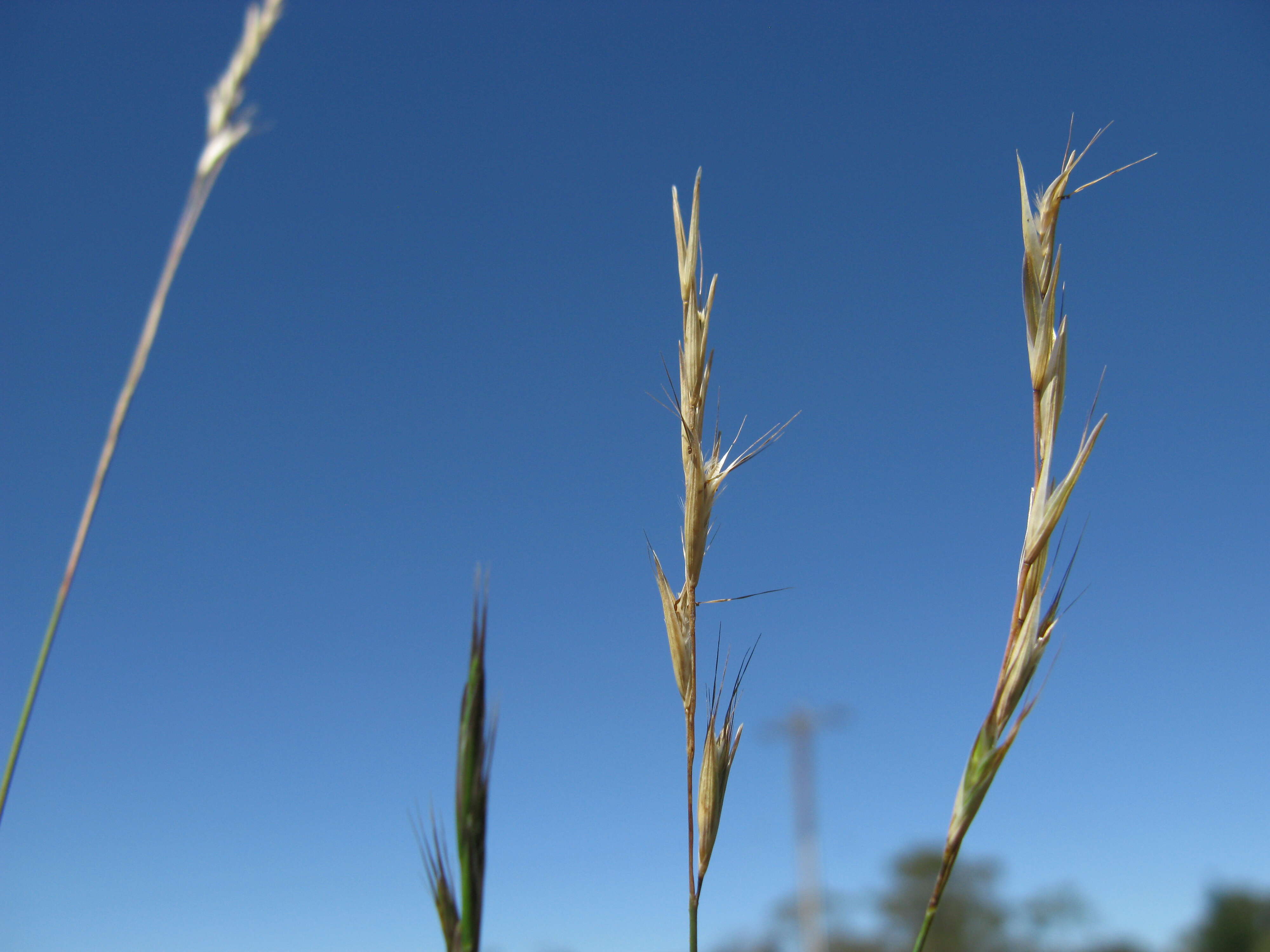 Plancia ëd Rytidosperma racemosum (R. Br.) Connor & Edgar