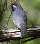 Image of Gray-throated Chat