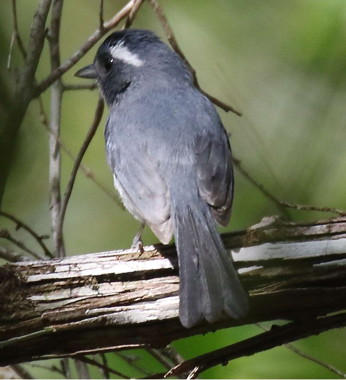 Image of Gray-throated Chat