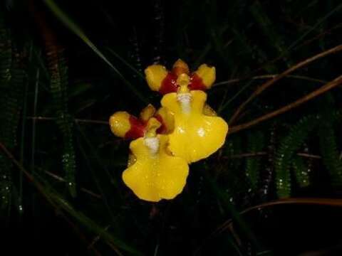 Image of Otoglossum