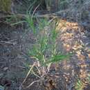 Image of Flinders grass