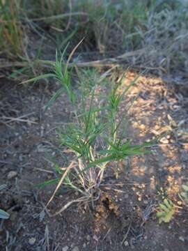 Image of Flinders grass