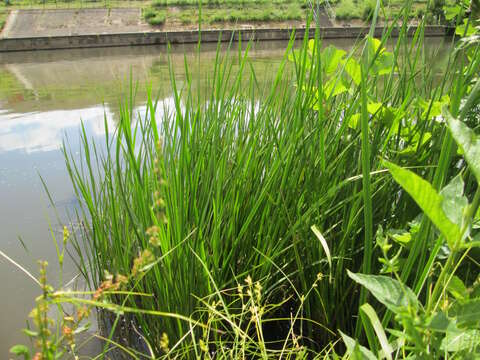 Image of flowering rush family