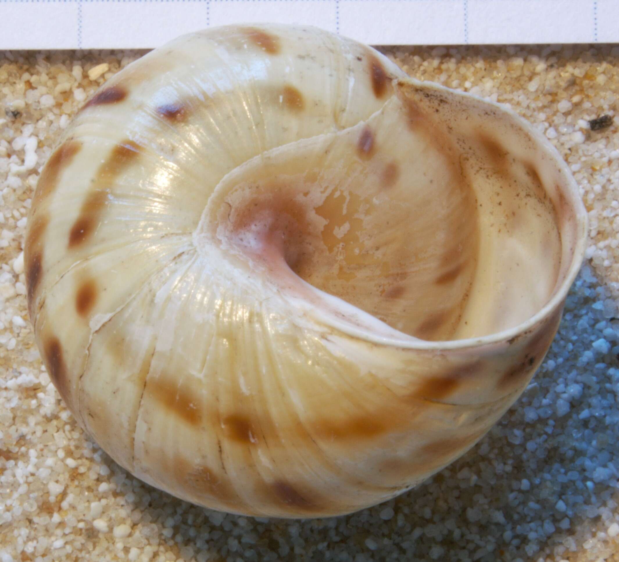 Image of Cepaea sylvatica