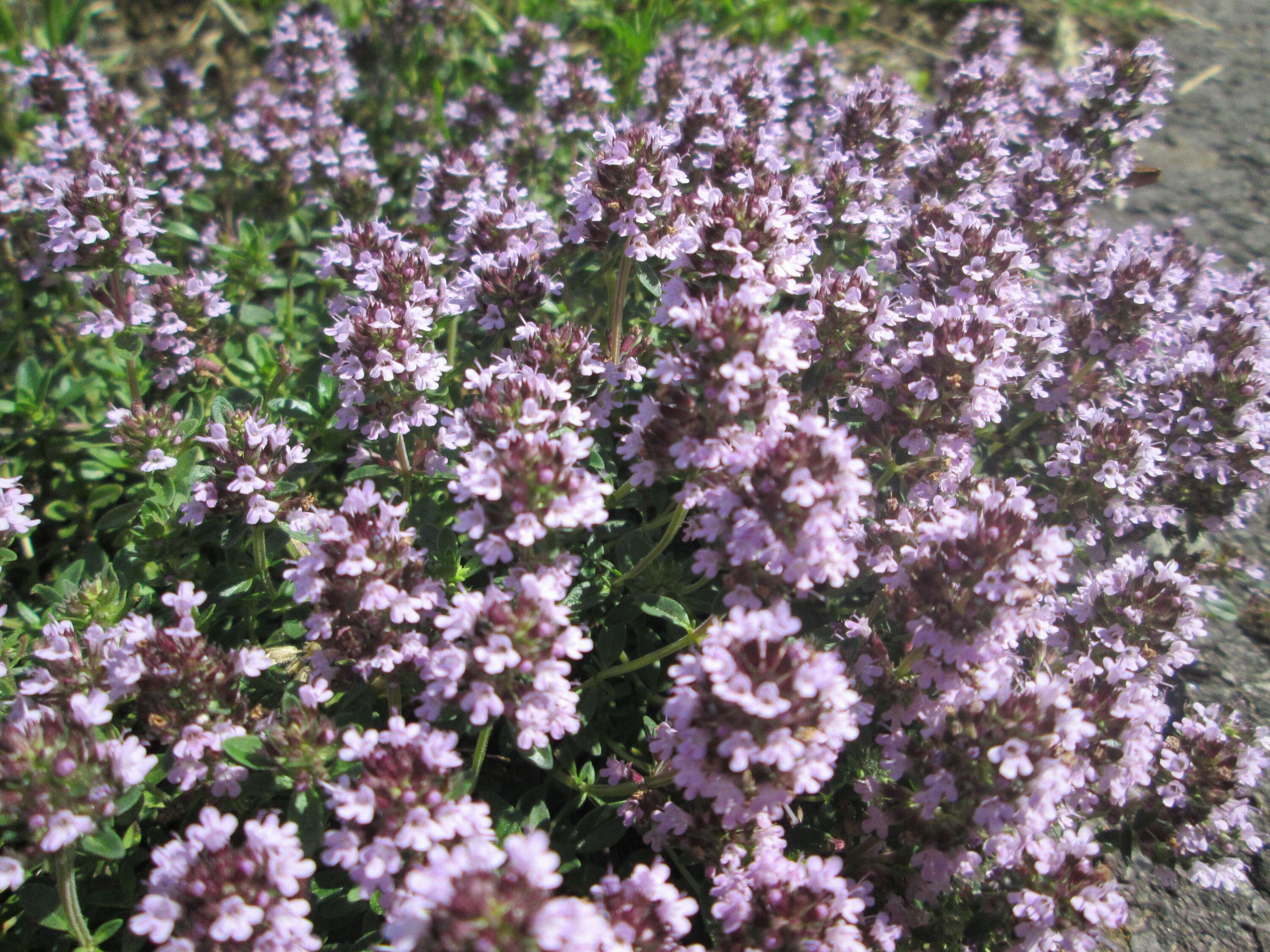 Image of breckland thyme