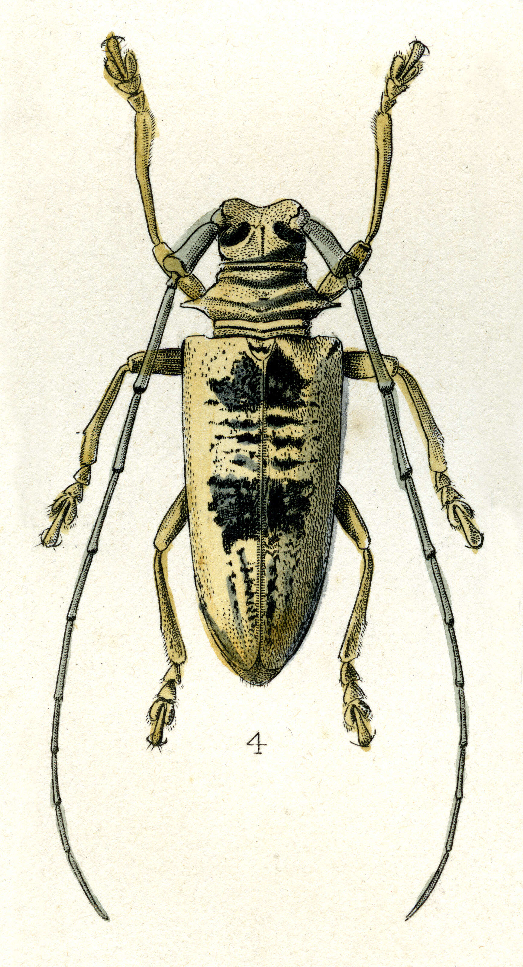 Dolichoprosopus leuciscus (Pascoe 1866)的圖片