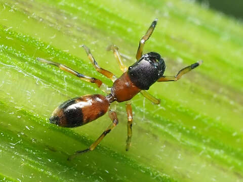 Image of Myrmarachne formicaria (De Geer 1778)