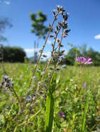 Image of Early Forget-me-not