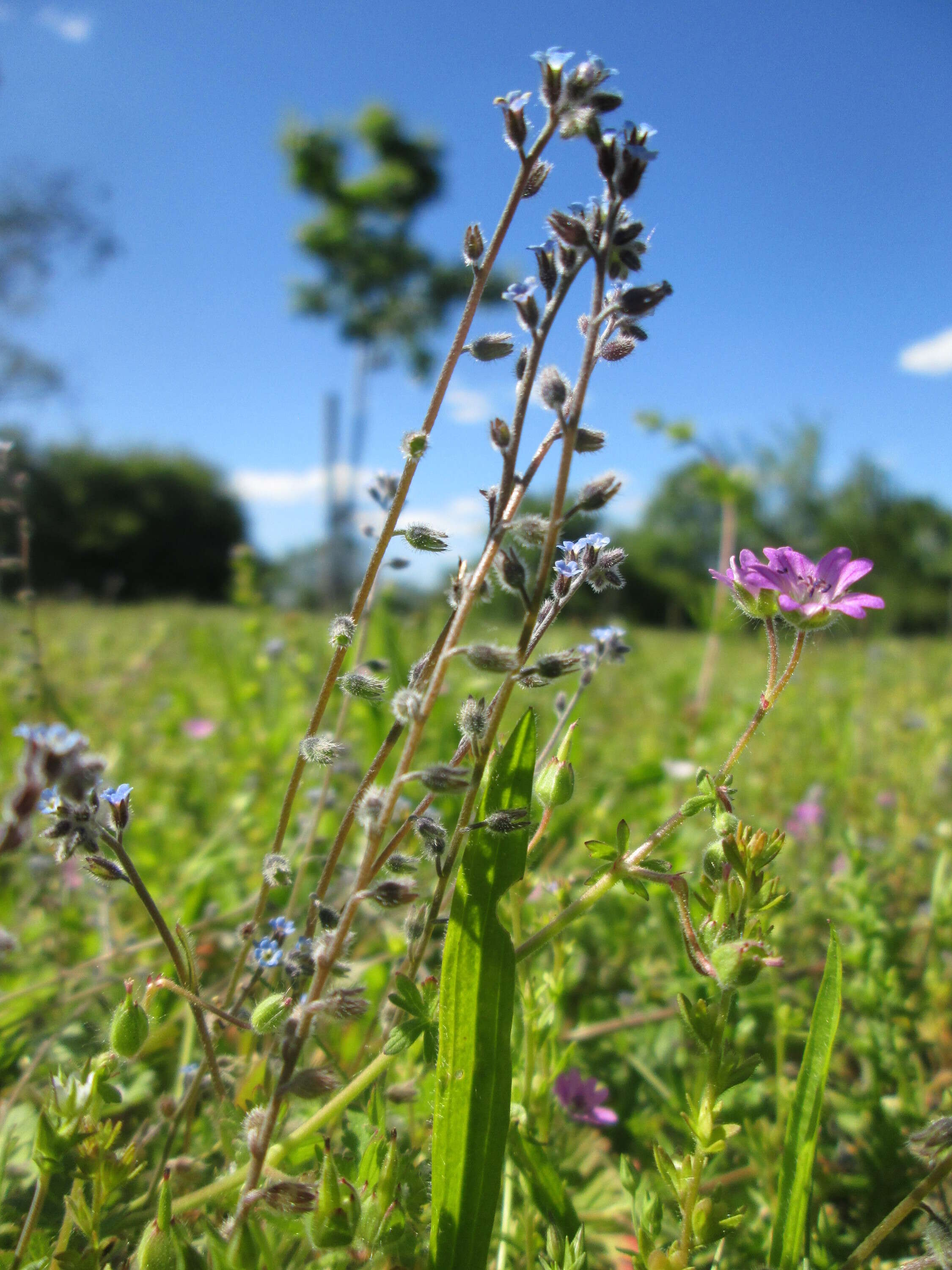 Image of Early Forget-me-not