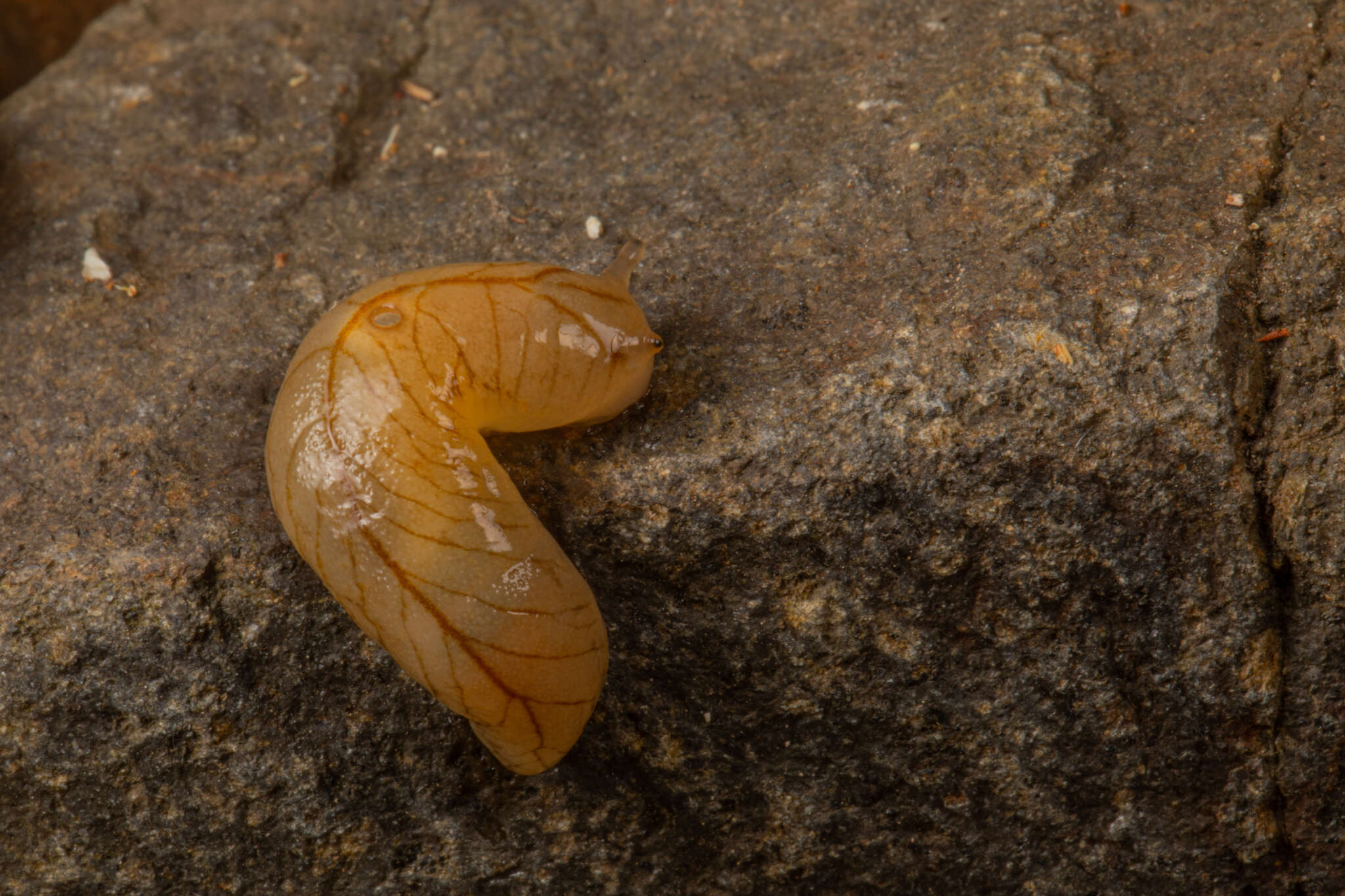 Image of Leaf-veined slug