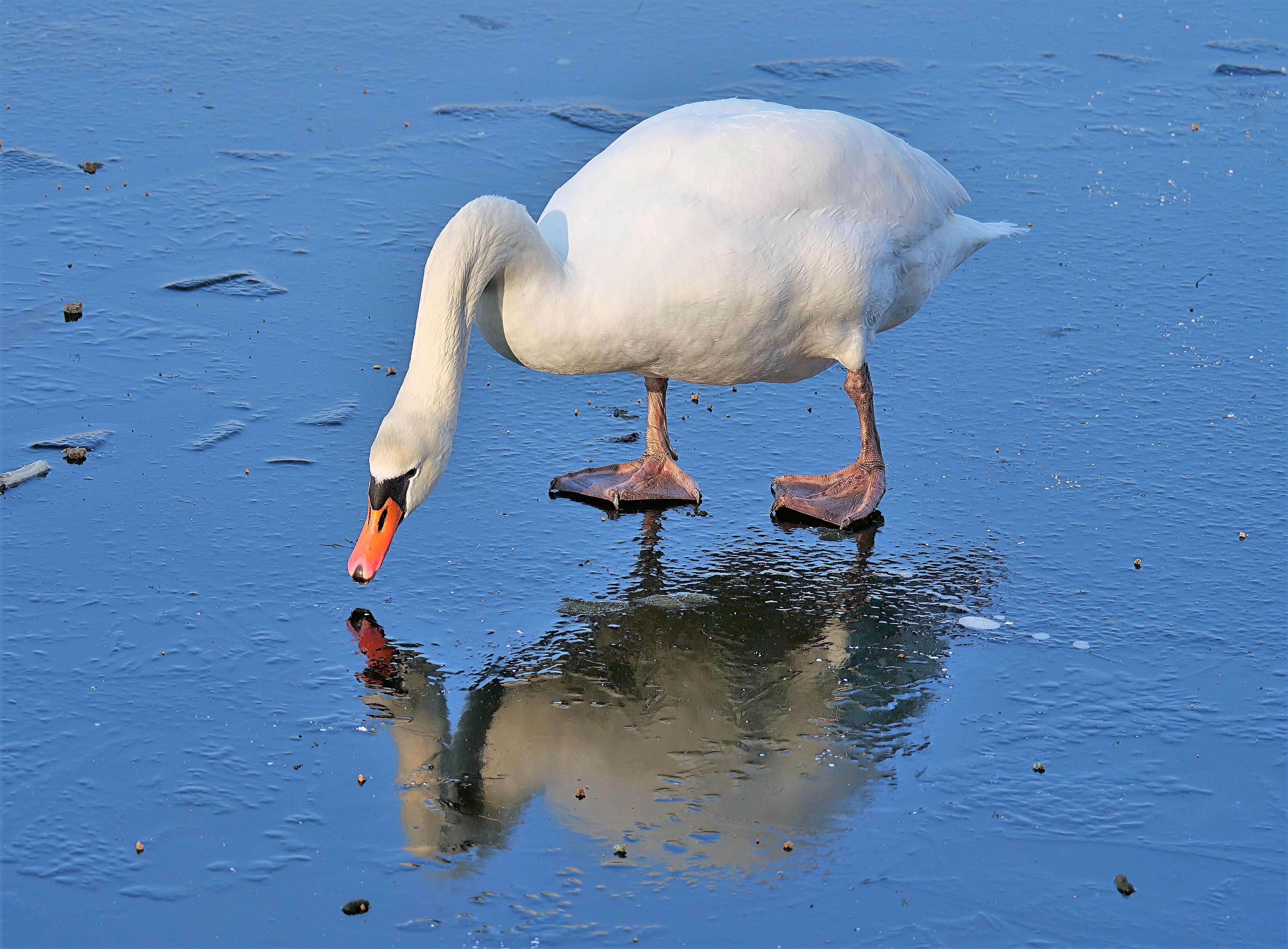 Image of Mute Swan