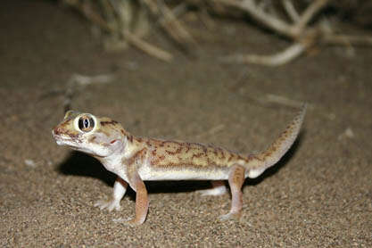 Image of Small-scaled Wonder Gecko