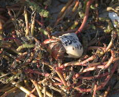 Image of Caribbean hermit crab