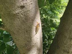 Image of Cicada