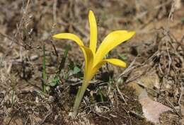 Image de Sternbergie à fleurs de colchique