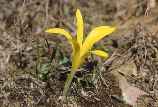 Image de Sternbergie à fleurs de colchique