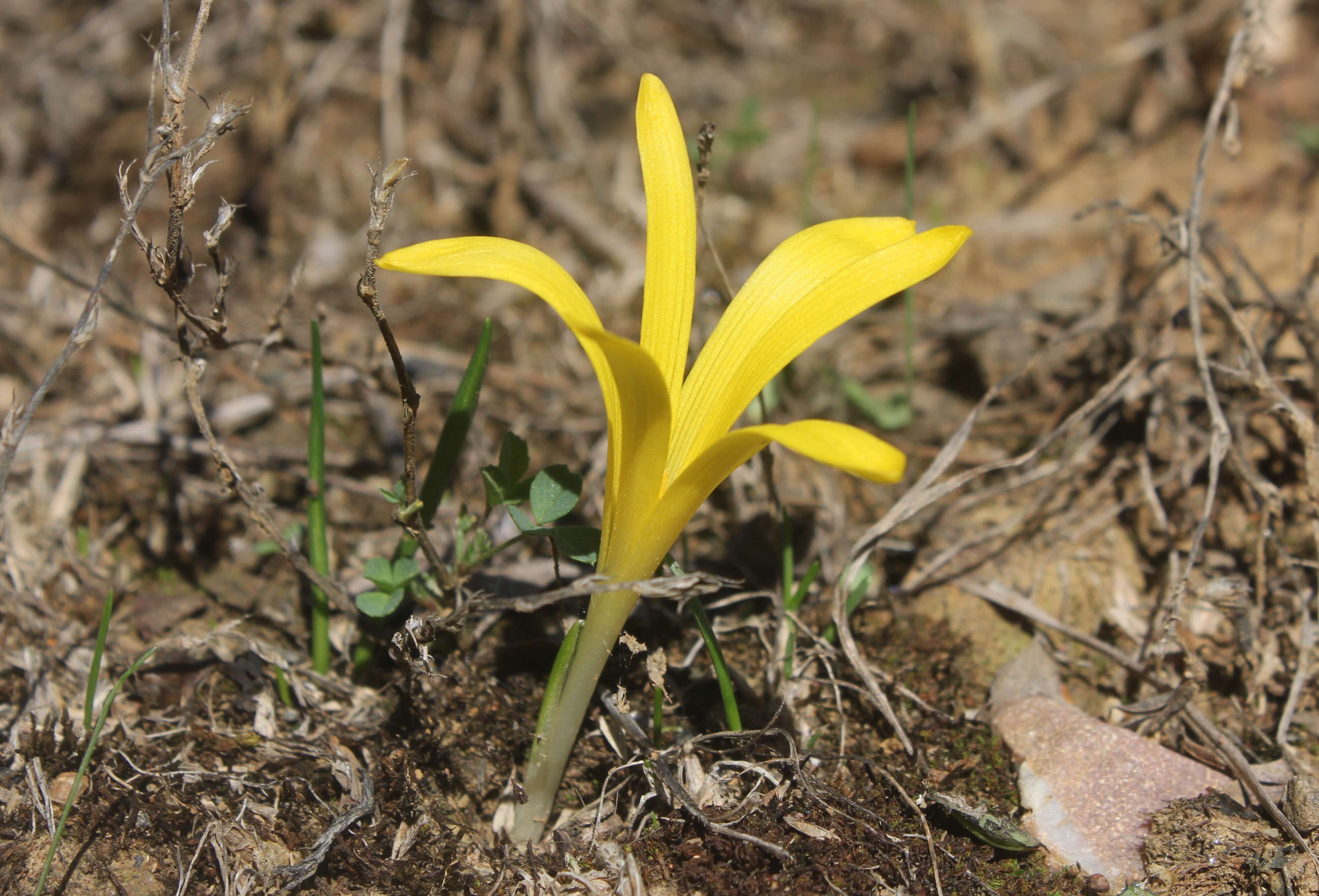 Image of Slender Sternbergia