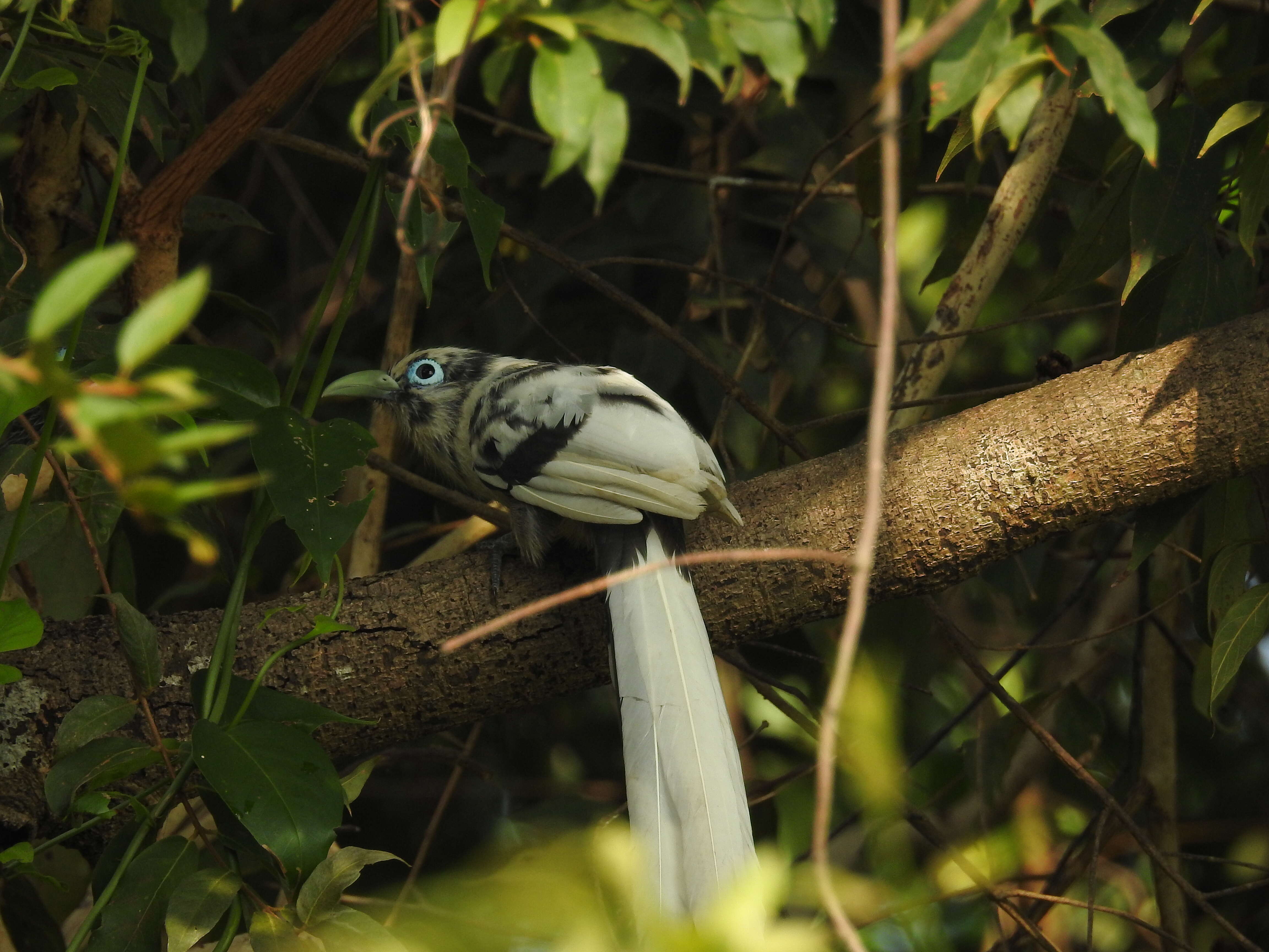 Image of Blue-faced Malkoha