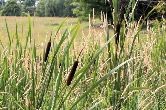 Plancia ëd Phalaris arundinacea L.