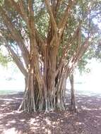 Image of Moreton Bay fig