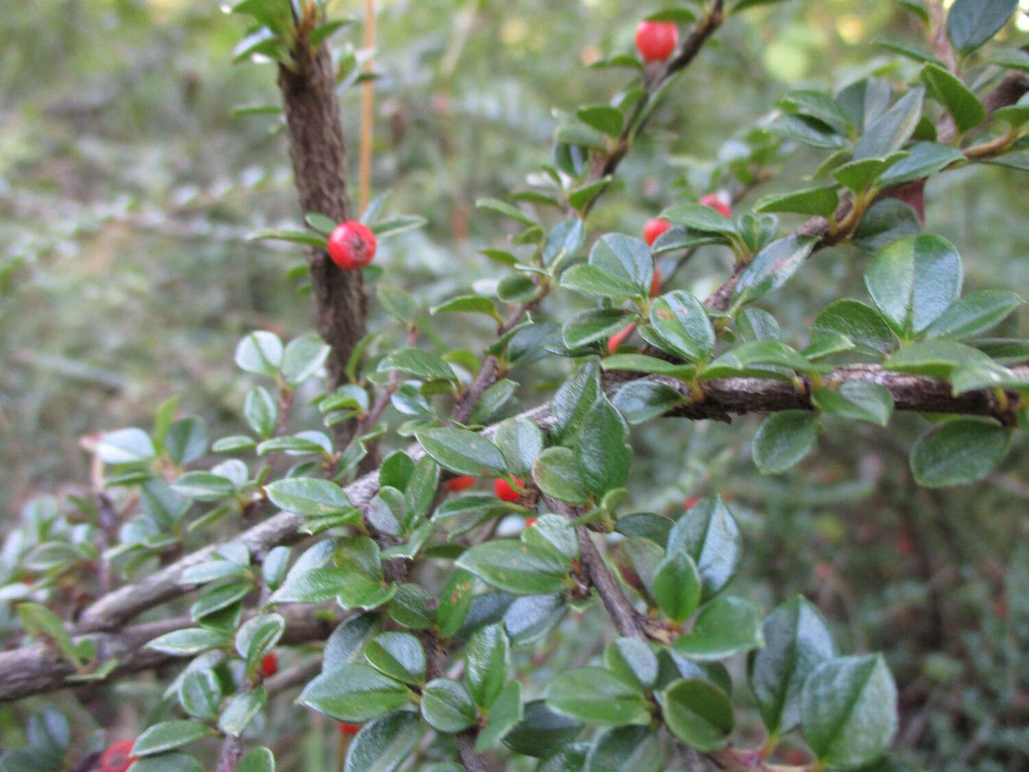 صورة Cotoneaster horizontalis Decne