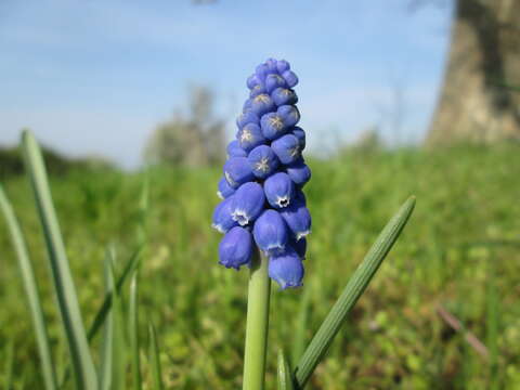 Image of Armenian grape hyacinth