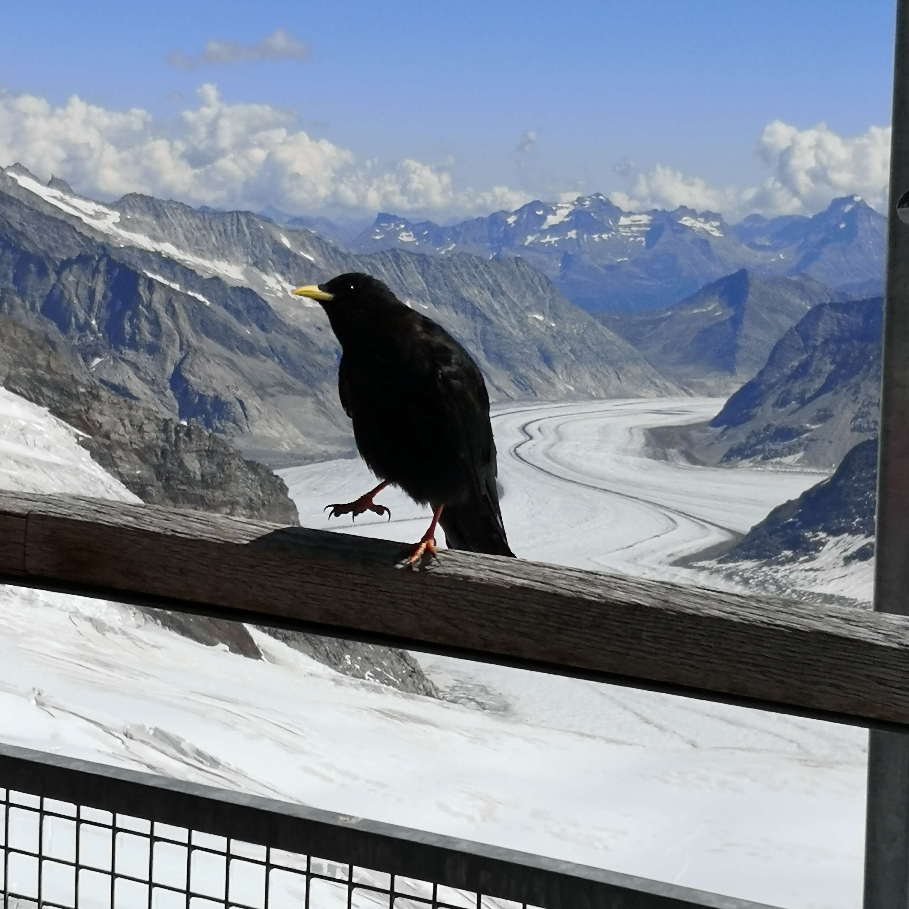 Image of Alpine Chough