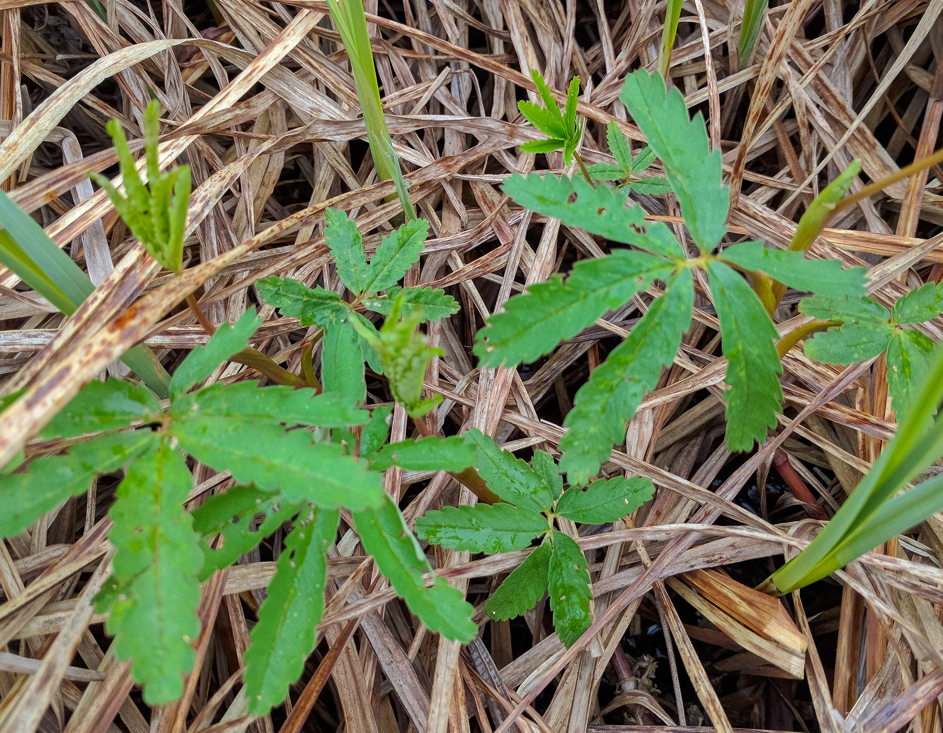 沼委陵菜属的圖片