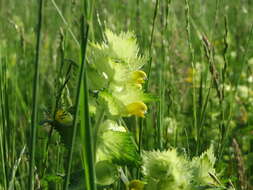 Image of European yellow rattle