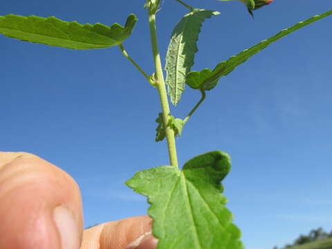 Imagem de Pavonia hastata Cav.