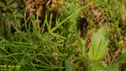 Image of Bombus ignitus Smith 1869