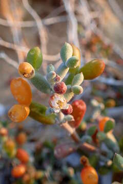 Image de Tetraena alba (L. fil.) Beier & Thulin