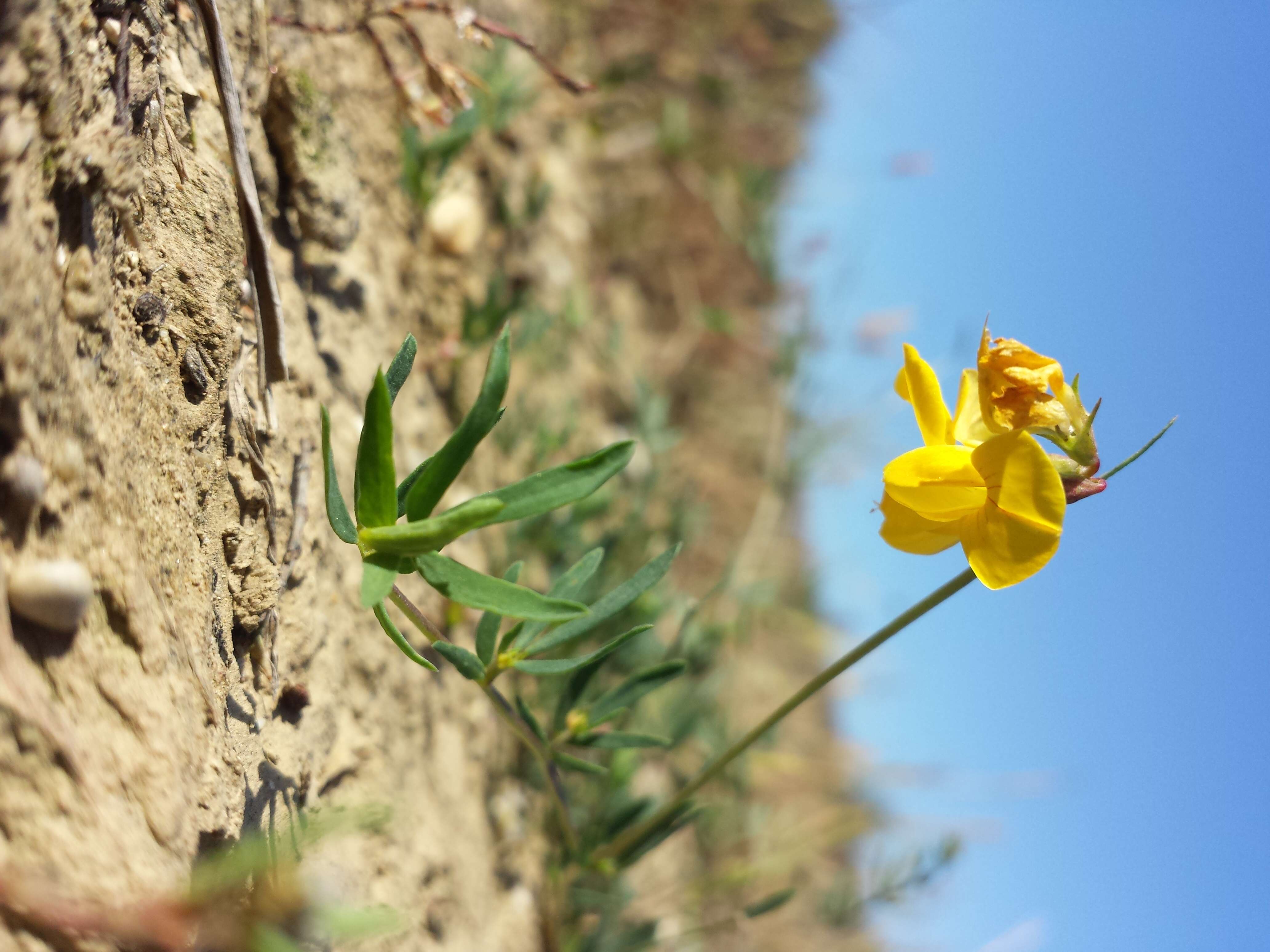 Imagem de Lotus tenuis Waldst. & Kit.