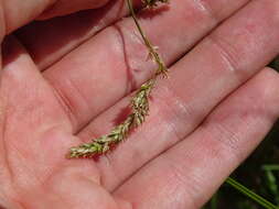 Image of Prairie sedge