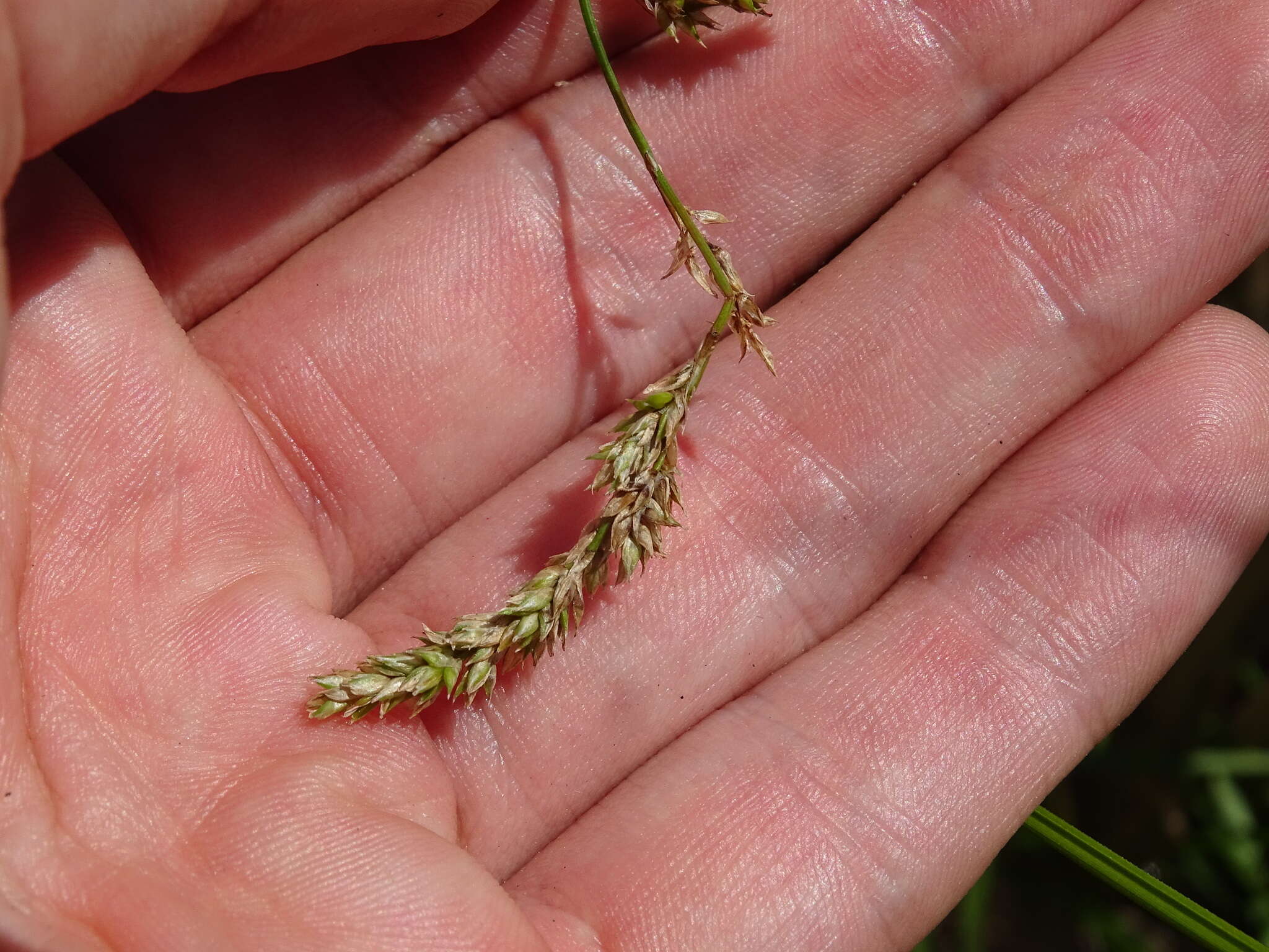 Image of Prairie sedge