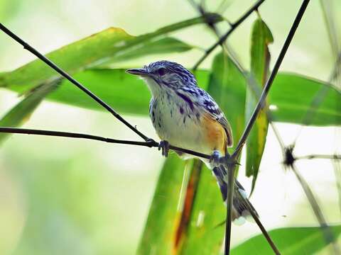 Image of Striated Antbird