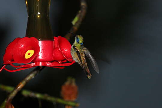 Image of Lesser Violetear