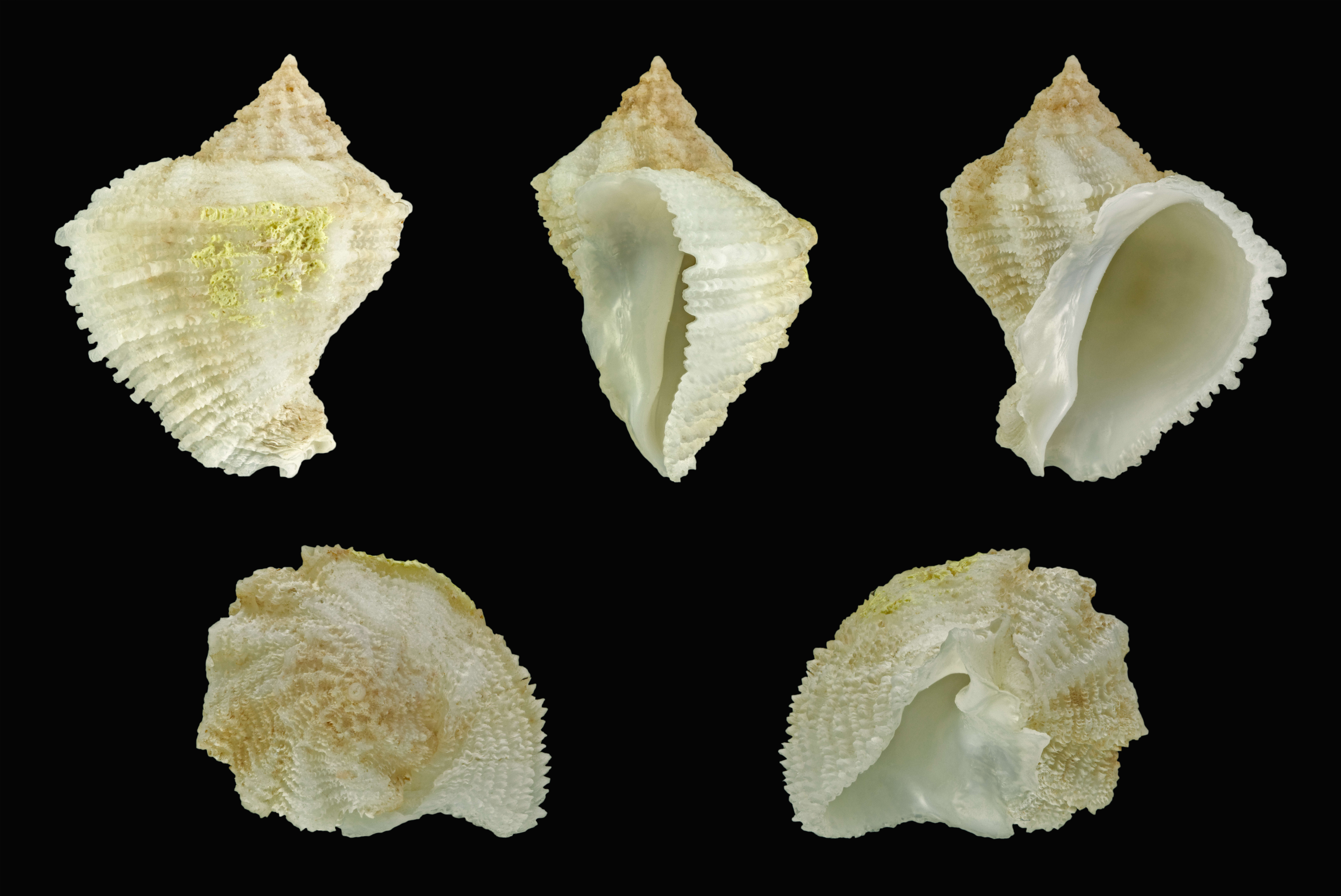 Image of Coralliophila brevis (Blainville 1832)
