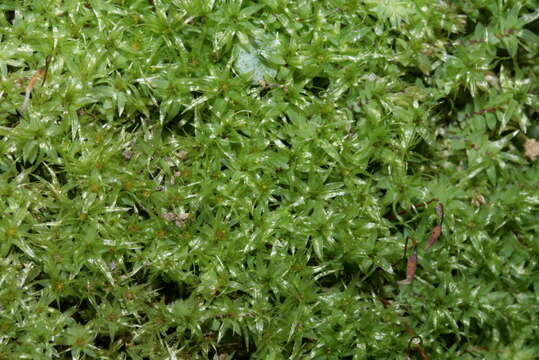 Image of Opal Thread-moss