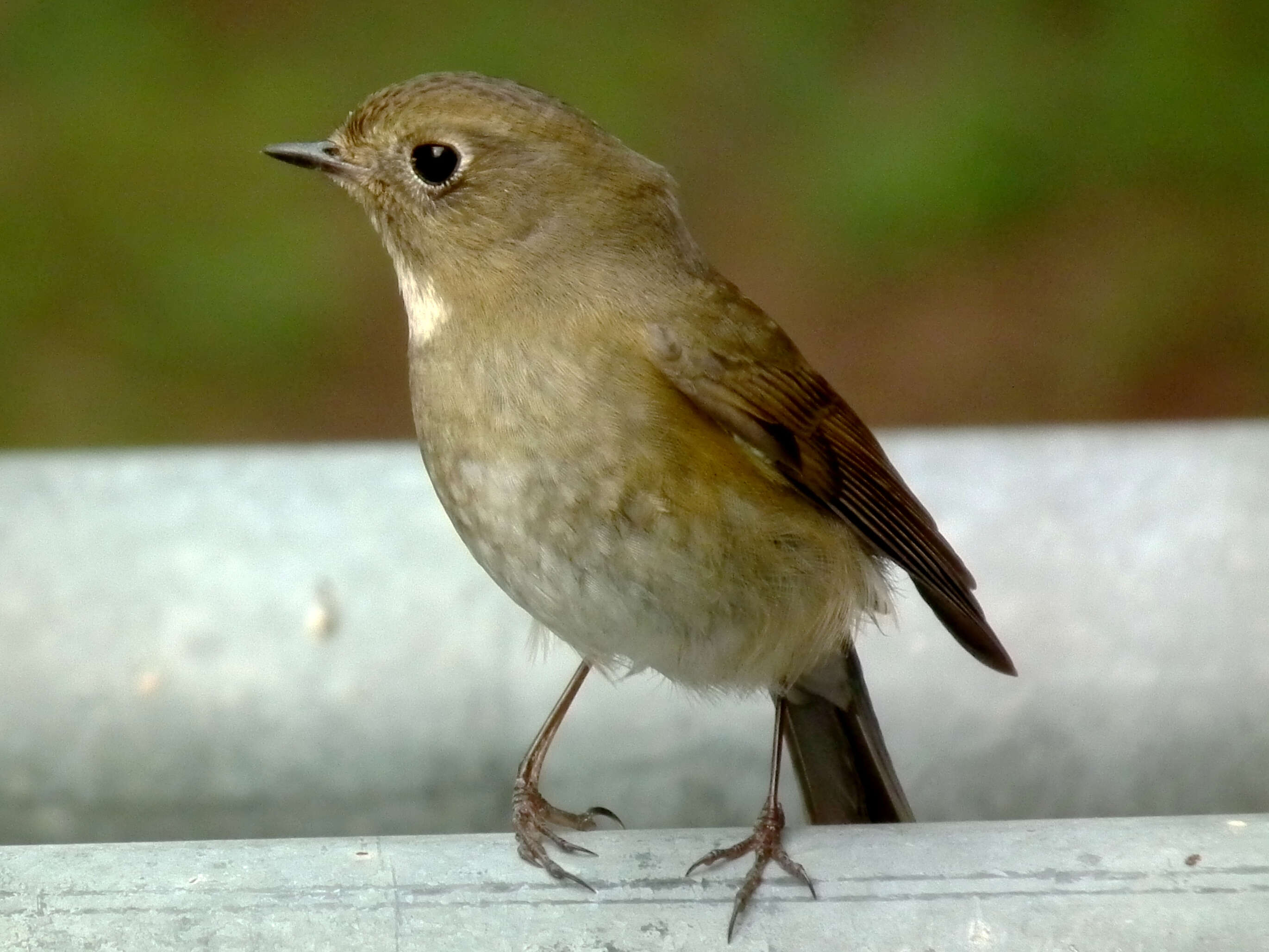 Image of Orange-flanked Bush-Robin