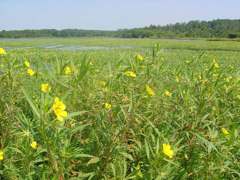 Ludwigia grandiflora var. hexapetala (Hook. & Arn.) D. B. Ward resmi