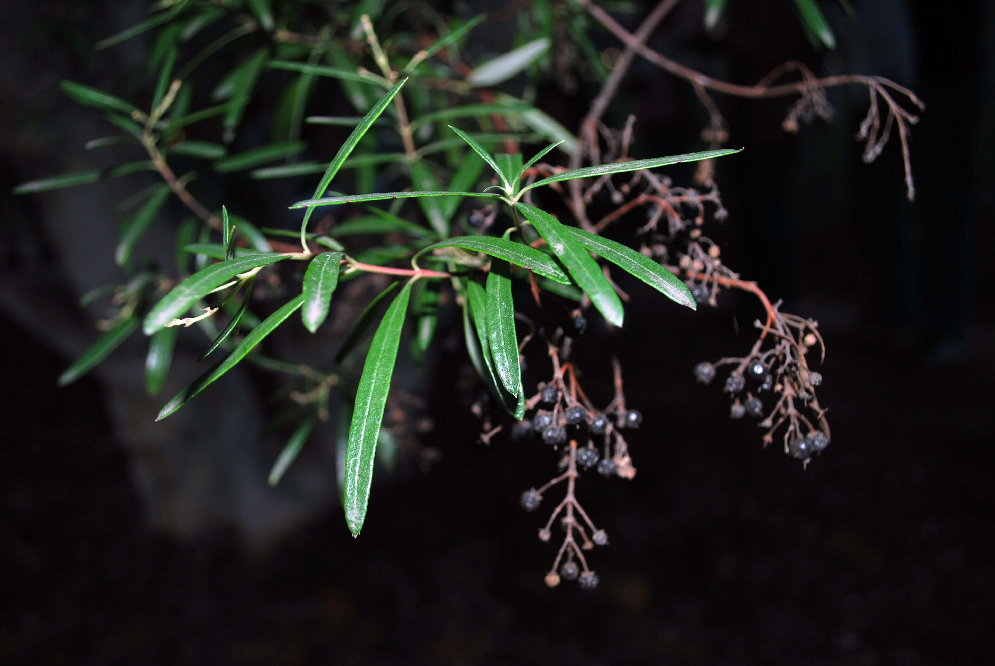 Image of ornithostaphylos