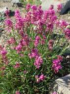 Image of Silene samojedorum (Sambuk) Oxelman