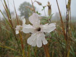 Image of Microbotryum violaceum (Pers.) G. Deml & Oberw. 1982