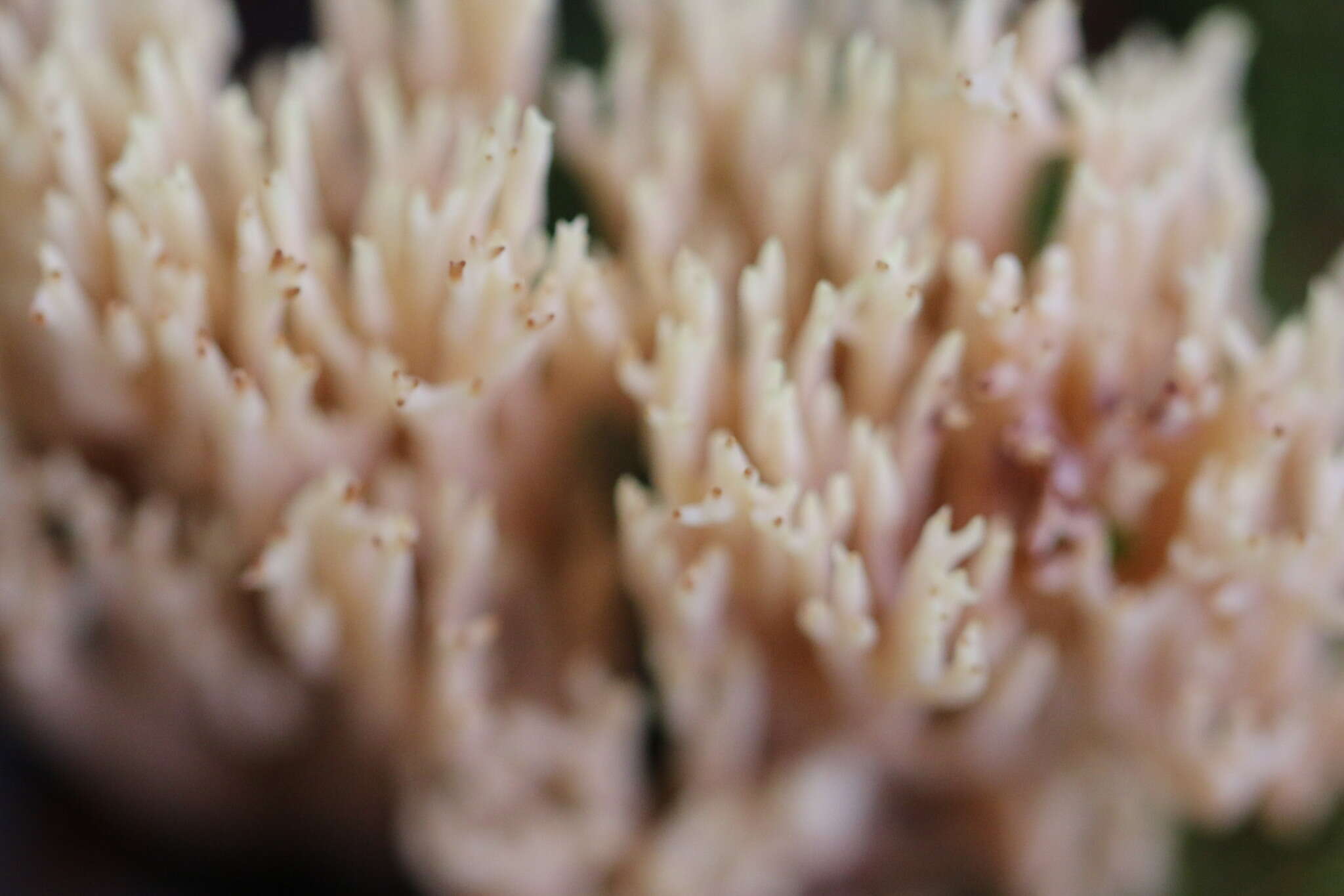 Слика од Ramaria stricta (Pers.) Quél. 1888