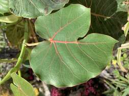 Image of Ficus petiolaris Kunth