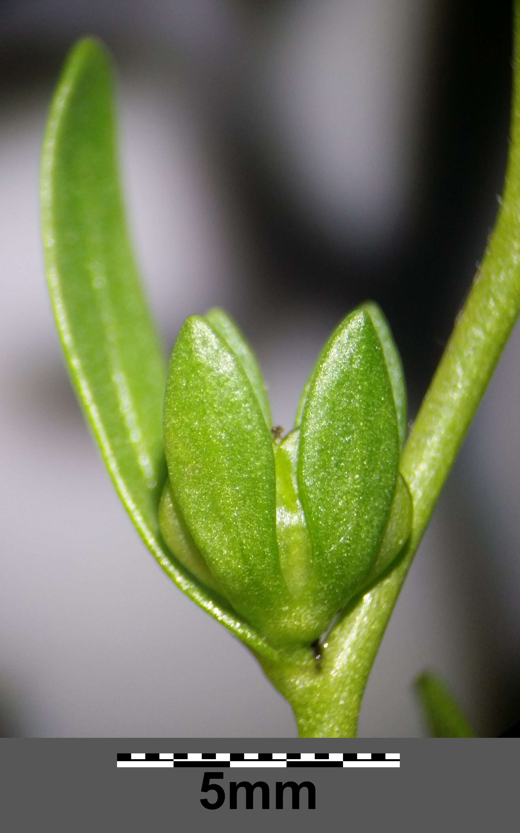 Image of american speedwell